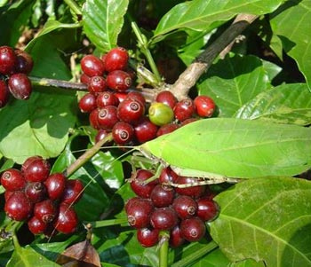 Roburta All about robusta: what it is, and what it might be – Coffee & Conservation