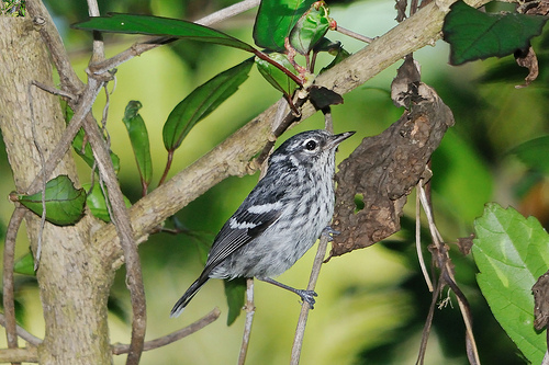 Elfin-woods Warbler. Photo by Mike Morel/USFWS under a Creative Commons license.